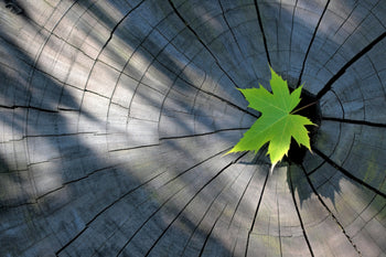 NaturbaNaturbaustoffladen | Innendämmung mit Holzfaser