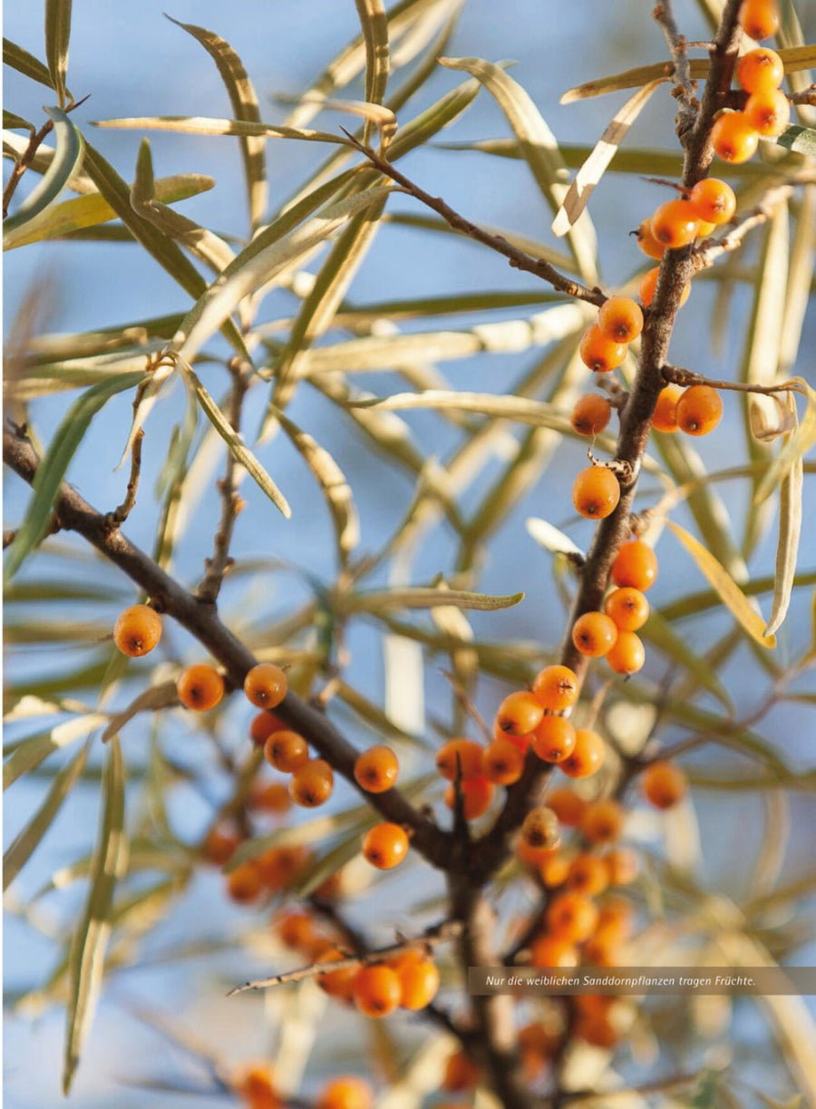 Naturbaustoffladen | Naturfarben Freiburg _ Andrea Heistinger | Das große Biogarten - Buch