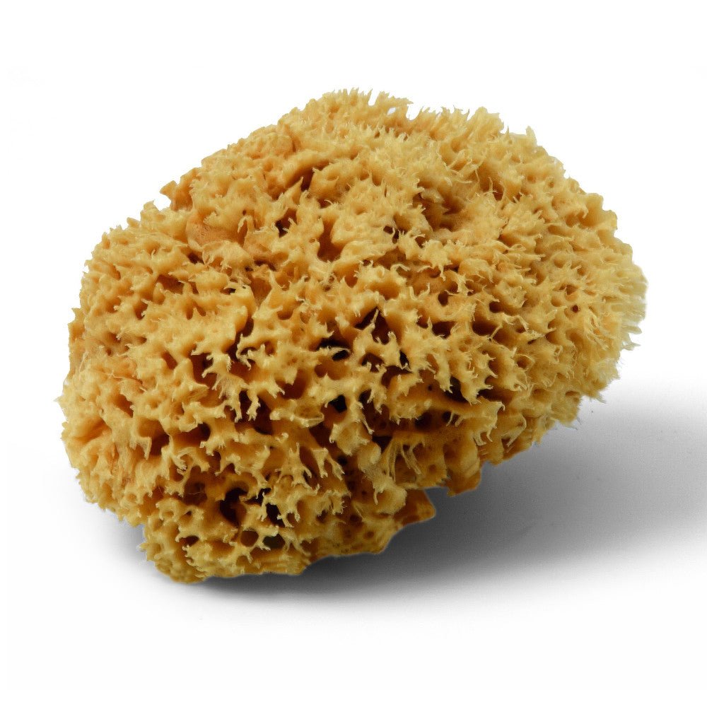 Naturbaustoffladen | Naturfarben Freiburg _ Naturschwamm MAGIC SPONGE