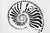 KREIDEZEIT Schablone Ammonit 1